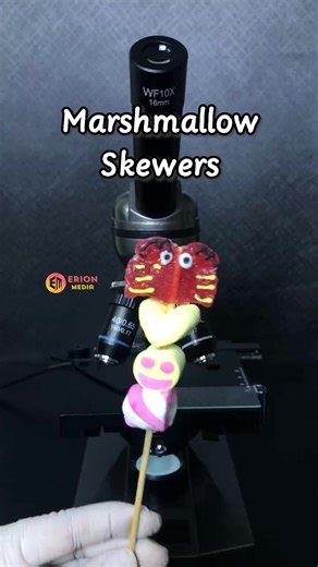 Mashmallow skewers under a microscope #virus #bacillus #microbe #germ #microscope #microscopy