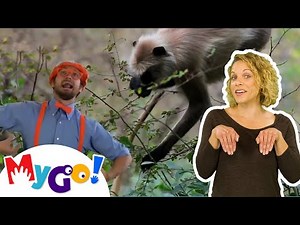 Zoo Animals | Blippi | MyGo! Sign Language For Kids | Educational Videos For Kids