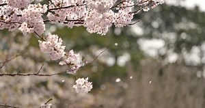「桜散る」の写真素材 | 23,372件の無料イラスト画像