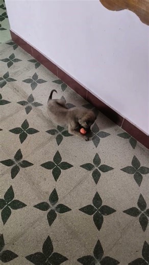 rowdy baby 🐶🐶🐶❤️❤️❤️❤️🔥🔥