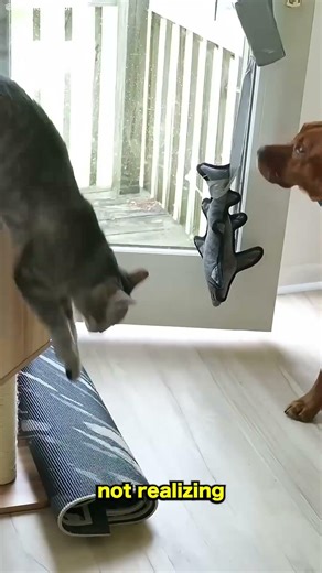 owner teaching her dog how open gate when need