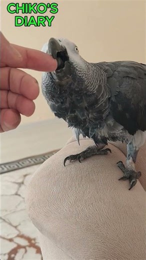 Chiko Loves Playing with Me - African Grey Parrot
