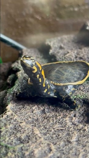 Baby Florida Softshell Turtles just arrived, courtesy of the Turtle Source! #softshellturtle #turtle