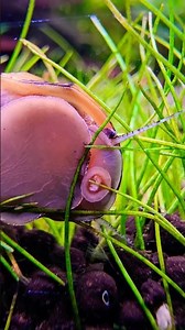 Alien or Snail? A close up of a clithon corona nerite snails mouth 😳 eww #aquarium #aquascaping