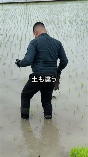 🌾Why Does a Fertilizer Company Own a Rice Field?🧪Verifying Fertilizer Effects In-House🌱Experienci...
