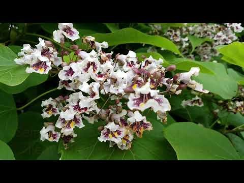 Der Gewöhnliche Trompetenbaum (Catalpa bignonioides) #LoveNature #Reloaded #TrumpetTree