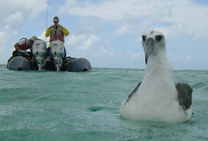 The flight of the albatross