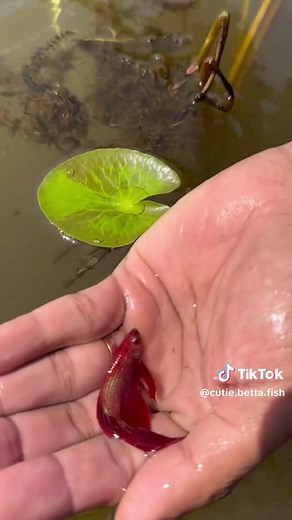 Catch Beautiful Half Moon Betta Fish in the Lake