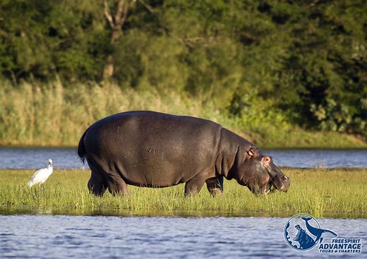Hippo and Croc Boat Cruise - St Lucia Tours and Charters