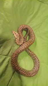 Baby FEMALE granite Burmese python