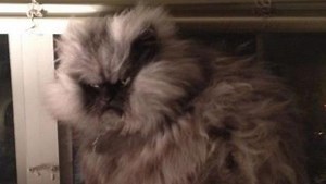 Video: Have you seen Colonel Meow, the world's angriest cat?