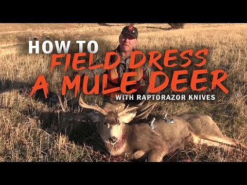 How to field dress a Mule deer without gutting | Raptorazor Big Game Skinner.