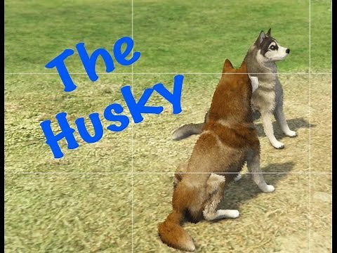 GTA V: Husky Location