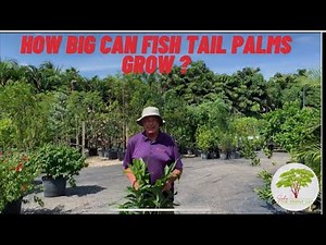 Fish Tail Palms: How big can they grow?