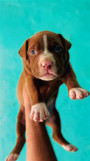 Pitbull puppy available 🐾 strong body, vaccinated & active puppy 📞8810623046 #dogshow #dogshow