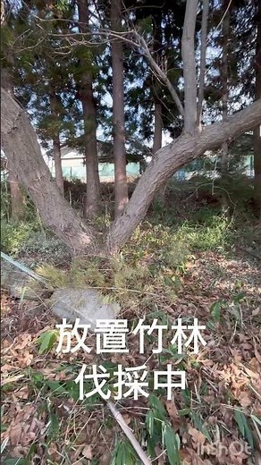 #放置竹林伐採中#放置竹林#庭づくり #庭作業 #ガーデニング #gardening #カルス #不耕起栽培 #竹林整備