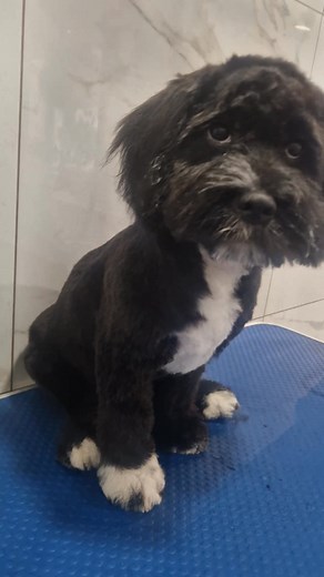 The shih poo bear, having his grown up cut ✂️ Look at him so grown up  | Rachaels Woof Boutique | Facebook
