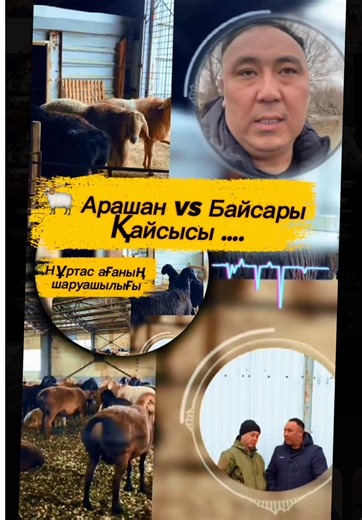🐏 Арашан vs Байсары | Қайсысы …. Нұртас ағаның шаруашылығында арашан мен байсары тұқымындағы қозы-қошқарларды бойы, мүсіні, салмағы және бағасы бойынша тікелей салыстырдық. Бұл видеода — тек сөз емес, нақты өлшем, нақты форма, нақты баға. Толық нұсқасын КУВАТОВ МААСАТ YouTube каналымыздан көре аласыздар 📺 Сілтеме — профильдегі басты бетте 🔗 👉 Тіркеліп, 👍 лайк басып, 💬 пікір немесе сұрақ қалдырып кетіңдер — қай тұқым сендерге тиімді екенін бірге талдайық. #гиссарқой #арашан #байсары #агроби