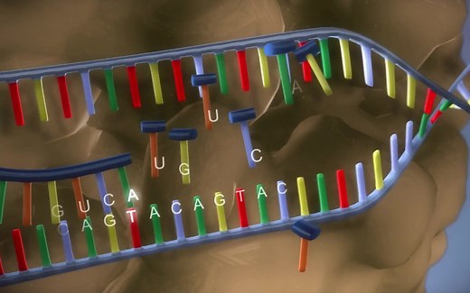 DNA 3D animations 合集（DAN的复制、转录、翻译，DNA测序）