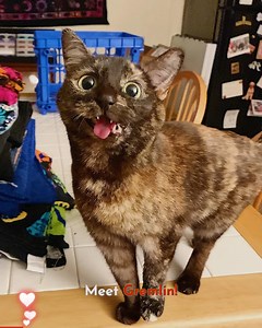 148K views · 554 reactions | Meet Gremlin--the adorable cat who always has her tongue out--meaning, she is always blepping! credits: Gremlin the Blep Cat - Cat Lady Tails instagram.com/grim.stagram tiktok.com/@catladytails | iHeartCats.com | Facebook