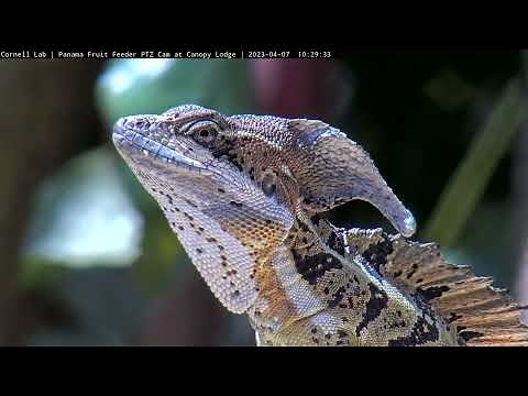 Stunning Common Basilisk Lizard Gets An Extreme Close-Up At Panama Fruit Feeder | April 7, 2023
