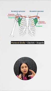 Pectoral Girdle in 2 mins🤯| Bones of Pectoral Girdle #neet #biology #class11 #shorts #ytshorts #yt