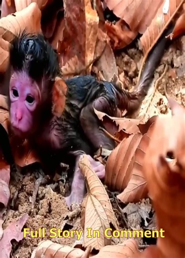 Just Born… Mom Monkey Abandoned Her Baby New_born Very Sad #BabyMonkey #AbandonedMonkey #SadStory #Wildlife #NatureTruth #MonkeyLife #PoorBaby #AnimalCare #WildlifeRescue #MonkeyLove #BabyAnimal #Heartbreaking #AnimalLovers #ForestLife #MonkeyStory #SoSad #WildlifeAwareness #AnimalProtection | Cute Babies Monkey