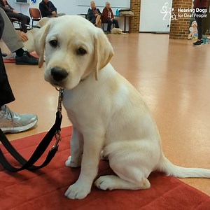 237K views · 10K reactions | Orbit's puppy class was all about potential distractions and helping him to focus on his volunteer trainer when asked to  There were many new objects to investigate, plenty of treats to sniff out and lots of pups to play with, but Orbit did a brilliant job!  | Hearing Dogs for Deaf People | Facebook