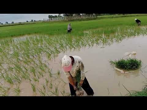 ការស្ទូងស្រូវរបស់បងប្អូនប្រជាកសិករ