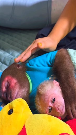25K views · 1K reactions | Baby monkey cries for Mom with newborn baby & special solution from CUTIS #monkey #babymonkey #cutemonkey | Monkeys Clip | Facebook