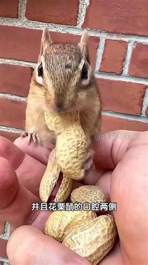 Cutest Chipmunk Commentary: Watch This Adorable Animal Adventure