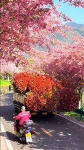 Lost My Spring: Crabapple Blossoms in Full Bloom - Healing Scenery