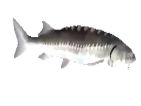 low quality fish spinning to bumpy ride