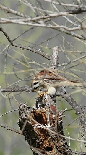 American Kestrel stashing a Frog 🐸 #Kestrel #birdsofprey #birdlovers #raptors #reels #reelsvideo | Tohid Azimi