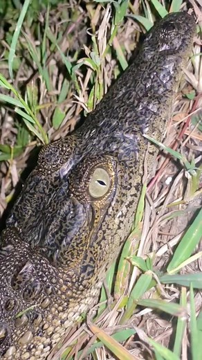 Check out this 18 foot python my buddy caught in the Everglades #everglades #python #snake #python #conservation #fyp #foryoupageシ | Garrett Galvin