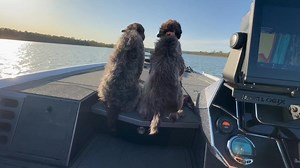 Vexus VXs20 - Griff approved. #vexusboats #kmfpink #mercurypartner #joseythegriff #freyarae | K-Pink - Kevin Short