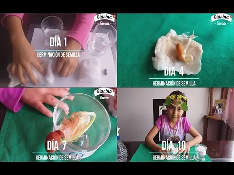 Germinación de una planta para niños