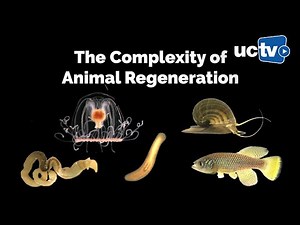 Dissecting the Biological Complexity of Animal Regeneration