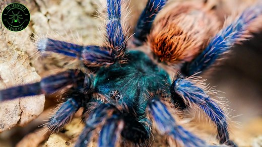 Green Bottle Blue Tarantula  Care — The Tarantula Collective