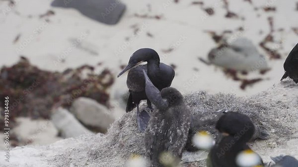 A cormorant chick eagerly interacts with its parent on a cliffside nest, seeking food and care, as part of the nurturing cycle of life along the coast.