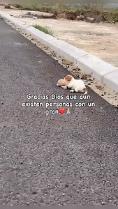 4.6K views · 38K reactions | Dios ¿Cómo puede existir tanta crueldad?  Gracias a quiénes sí aman a los animales. ❤️ Ellos no pidieron venir al mundo para sufrir. Qué dolor ver esto… pero qué esperanza ver cómo los rescataron  | Brenda Santos | Facebook