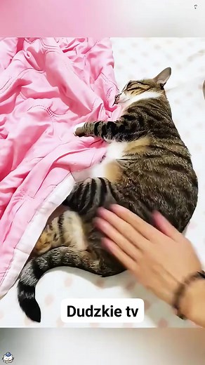 1M views · 37K reactions | Cqt Turn switch #dog #cat #pet #petlovers #catlover #doglover #StarsEverywhere | Dudzkie TV | Facebook