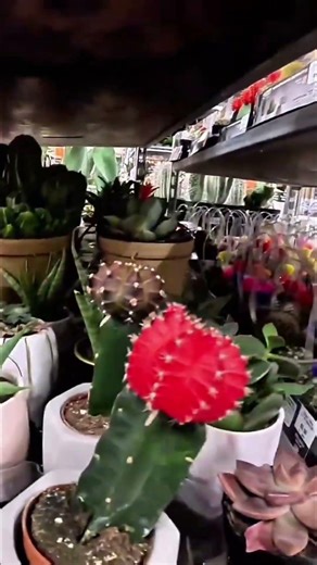 Succulent Obsession: Finding Treasures and Getting in Trouble! #shorts