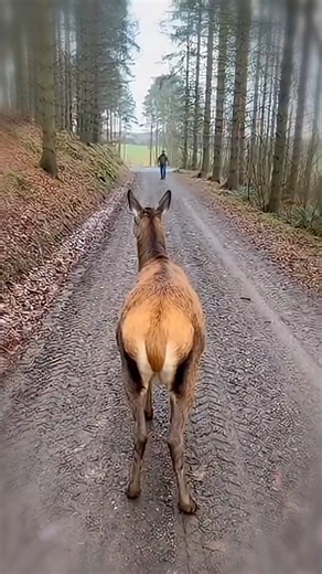 A Deer’s Special Bond with Her Human Dad 💖 | Immersive Labs