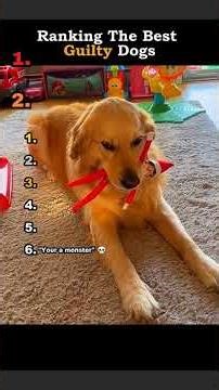 Best moments from guilty dogs