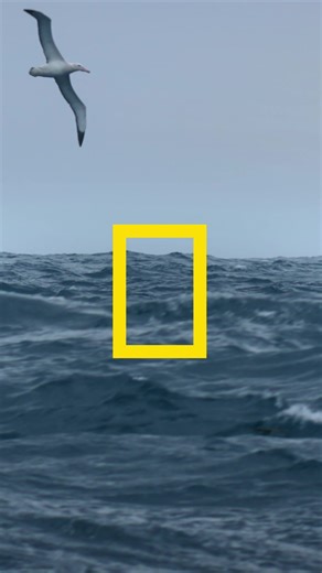 40K views · 709 reactions | Discover the lengths a wandering albatross will go for true love. #IncredibleAnimalJourneys, narrated by Jeremy Renner, premieres this Sunday, November 19 at 9/8c on National Geographic. Streaming on Disney+ and Hulu. | National Geographic TV | Facebook