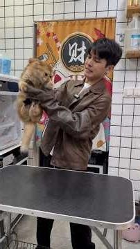 Hilarious Cat Grooming Fails #funnycats #petgrooming
