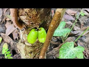 Peeing to Bilin Tree in the morning 🍃😌 | Men pee in nature