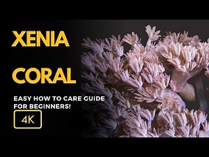 All About Xenia Coral (Xenia spp.): Care, Growth, and Tips for Your Reef Aquarium