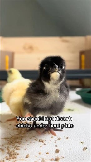 Building this for our chicks was genius #homestead #DIY #cuteanimals